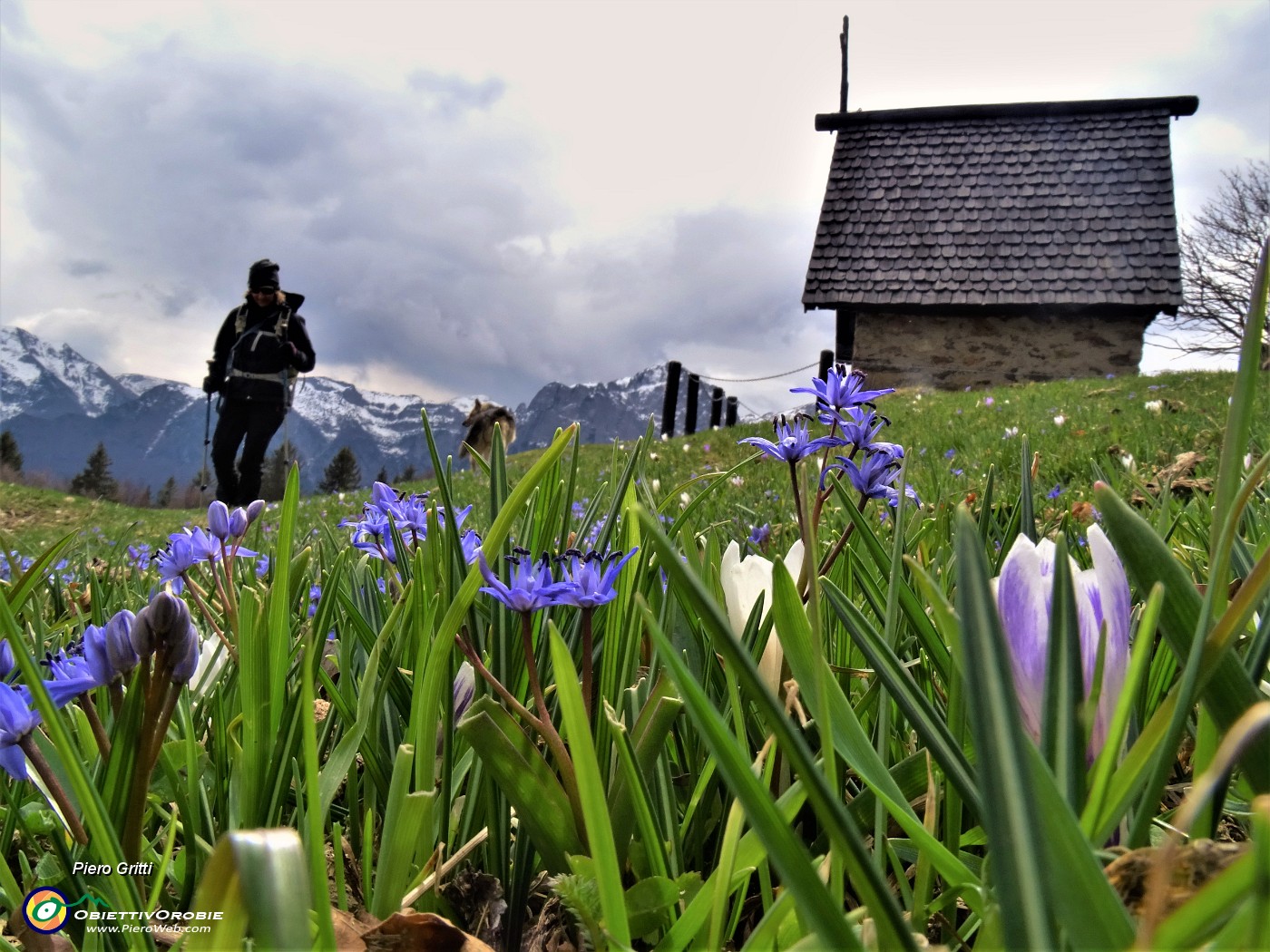 51 Crocus vernus (Crocus) e Scilla bifolia (Scilla silvestre) ai prati della Pigolotta di Valtorta .JPG